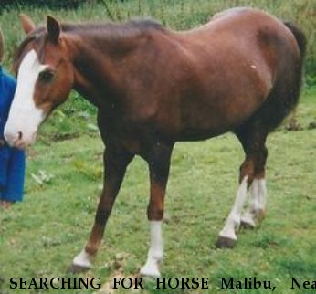 SEARCHING FOR HORSE Malibu,  Near KIDDERMINSTER, Worcestershire, DY10 3AG